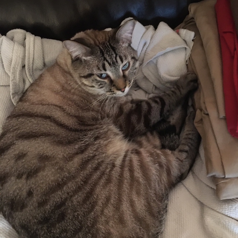 Meet your Posher, Brooklynn